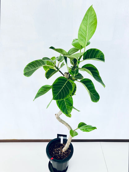 現品商品＠3 アルテシマ 8号（高さ：139cm、幅：61cm）