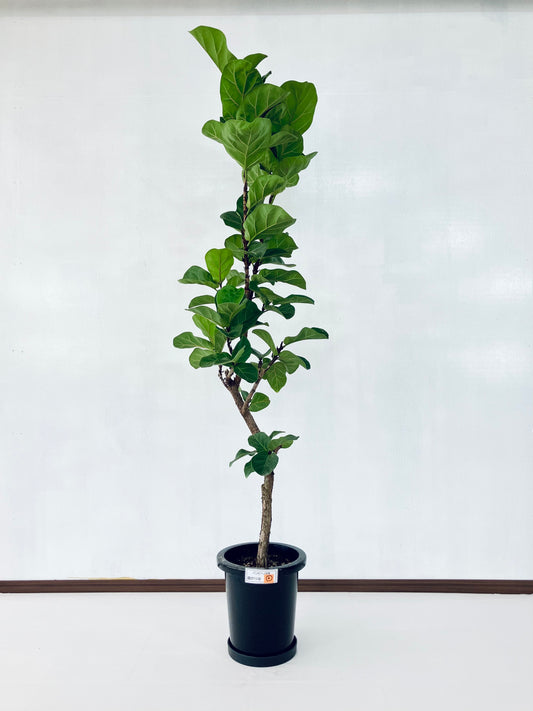 現品商品＠2 バンビーノ 8号（高さ：163cm、幅：60cm）