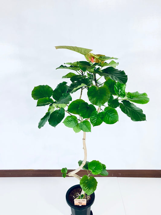 現品商品＠3 ウンベラータ 8号（高さ：144cm、幅：85cm）
