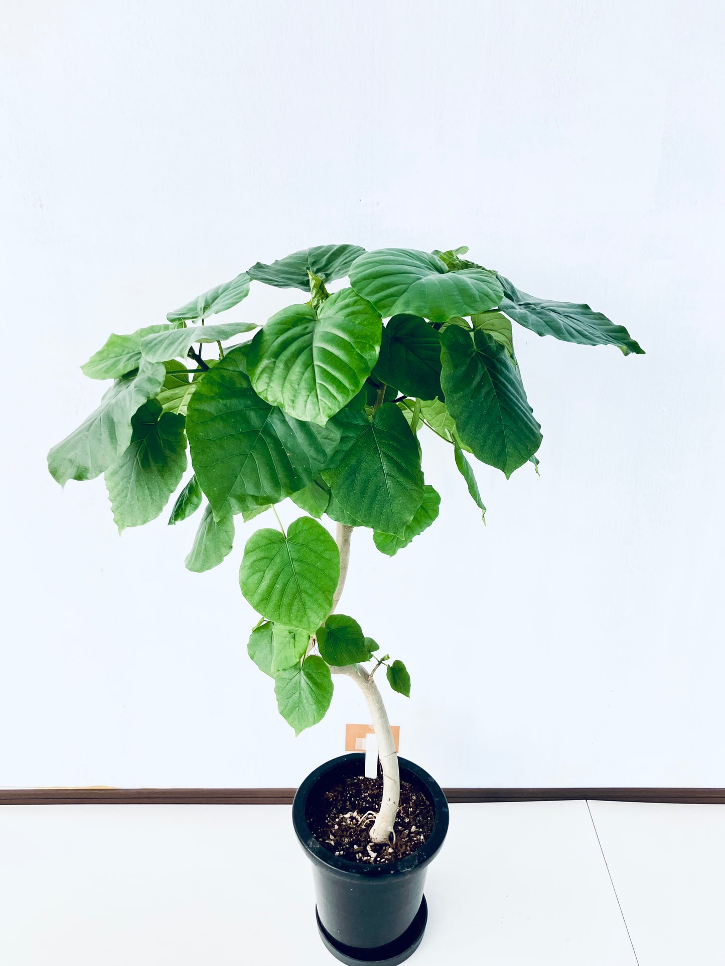 現品商品＠4 ウンベラータ 8号（高さ：114cm、幅：75cm）