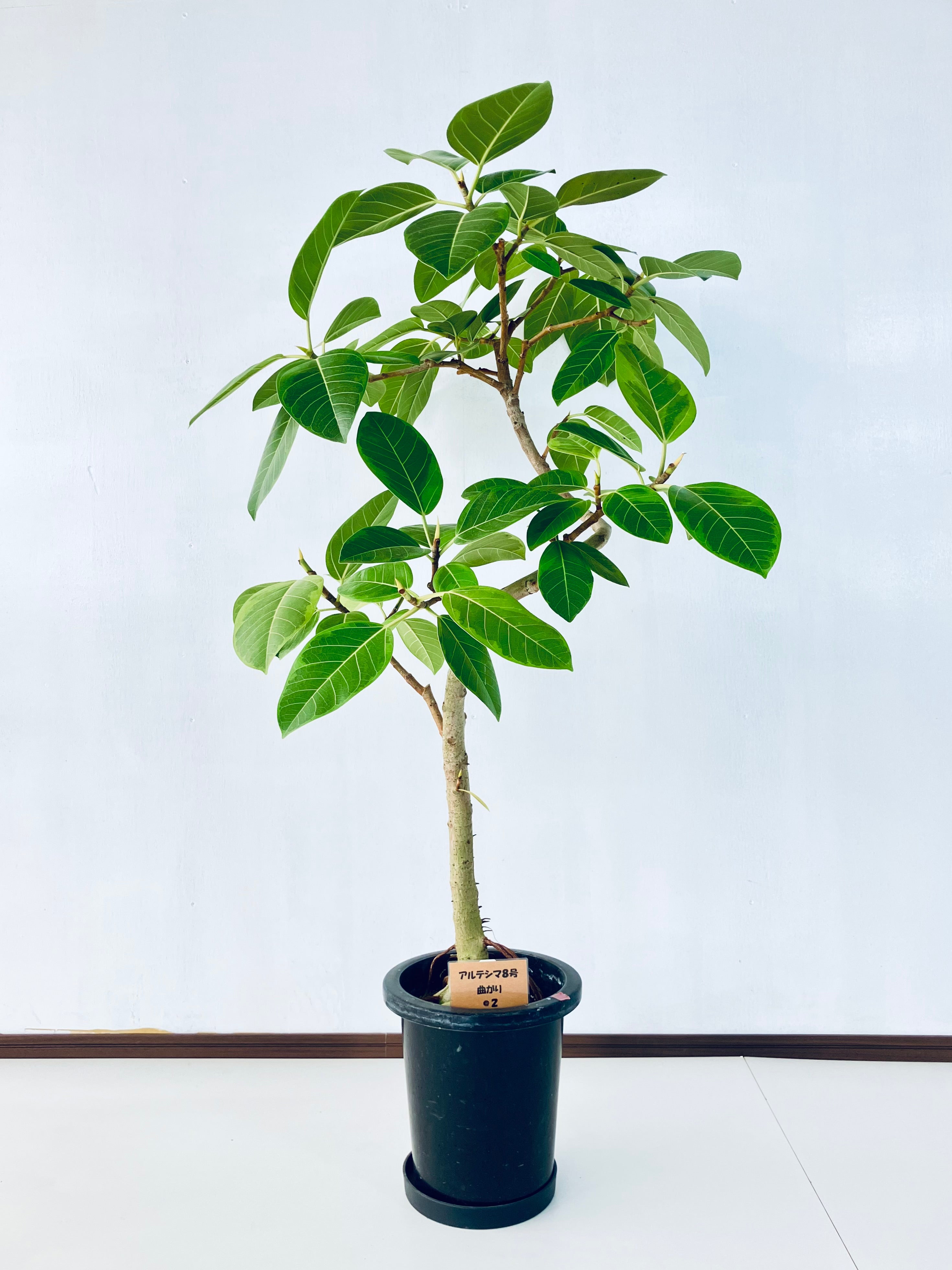 フィカス・アルテシマ 8号の現品商品 | 観葉植物通販AONOKI（あおのき）