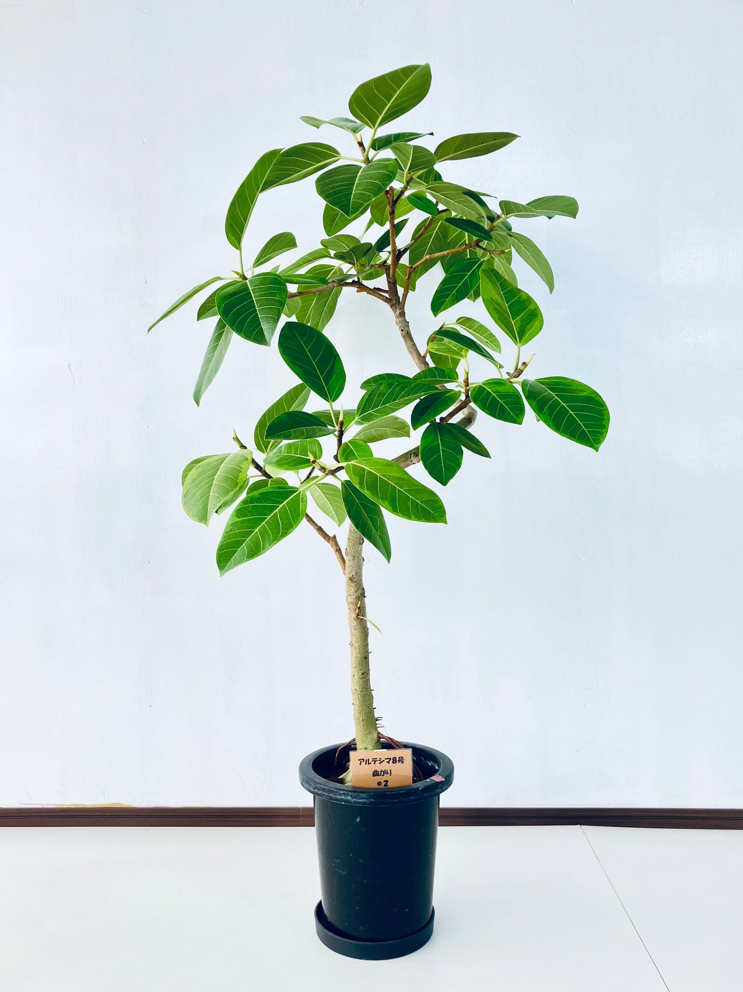 現品商品＠2 アルテシマ 8号 曲がり（高さ：134cm、幅：90cm）