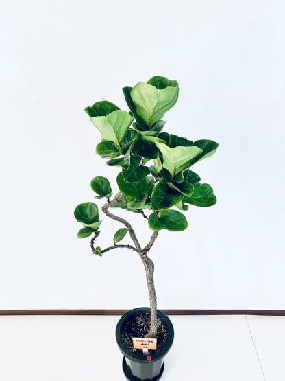 現品商品＠4 バンビーノ 8号（高さ：128cm、幅：47cm）