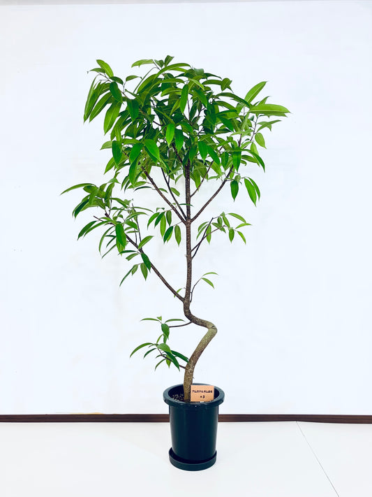 現品商品＠3 アムステルダム 8号（高さ：160cm、幅：85cm）