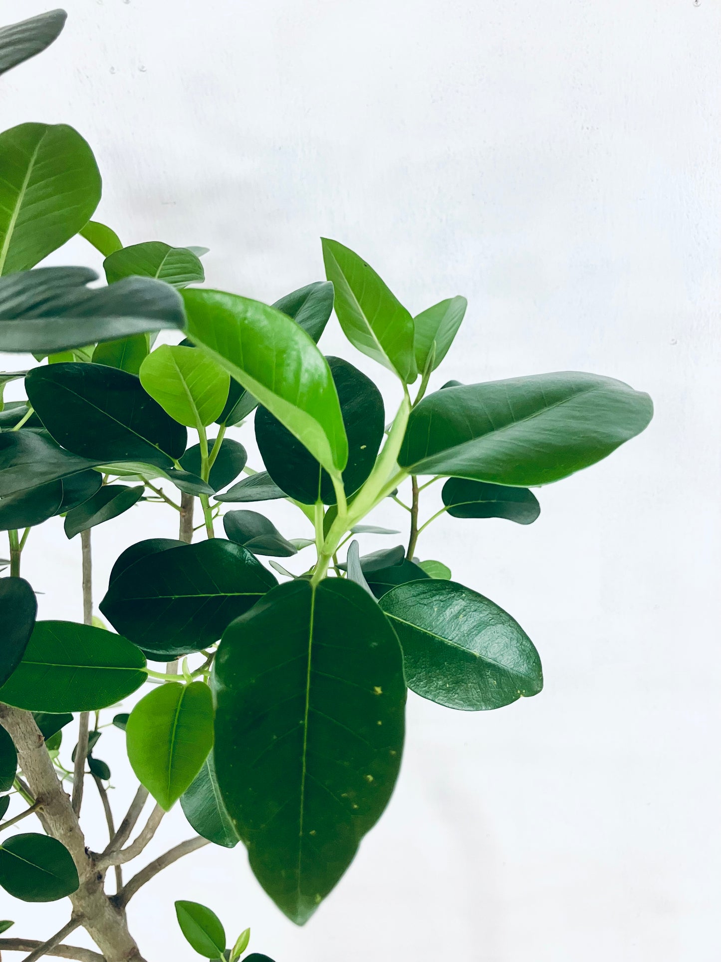 現品商品＠1 フランスゴム 10号（高さ：177cm、幅：70cm）