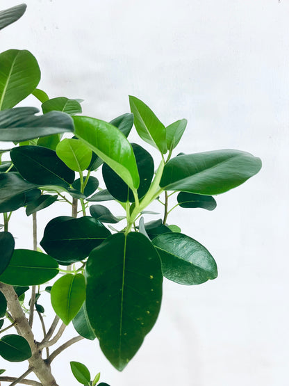 現品商品＠1 フランスゴム 10号（高さ：177cm、幅：70cm）