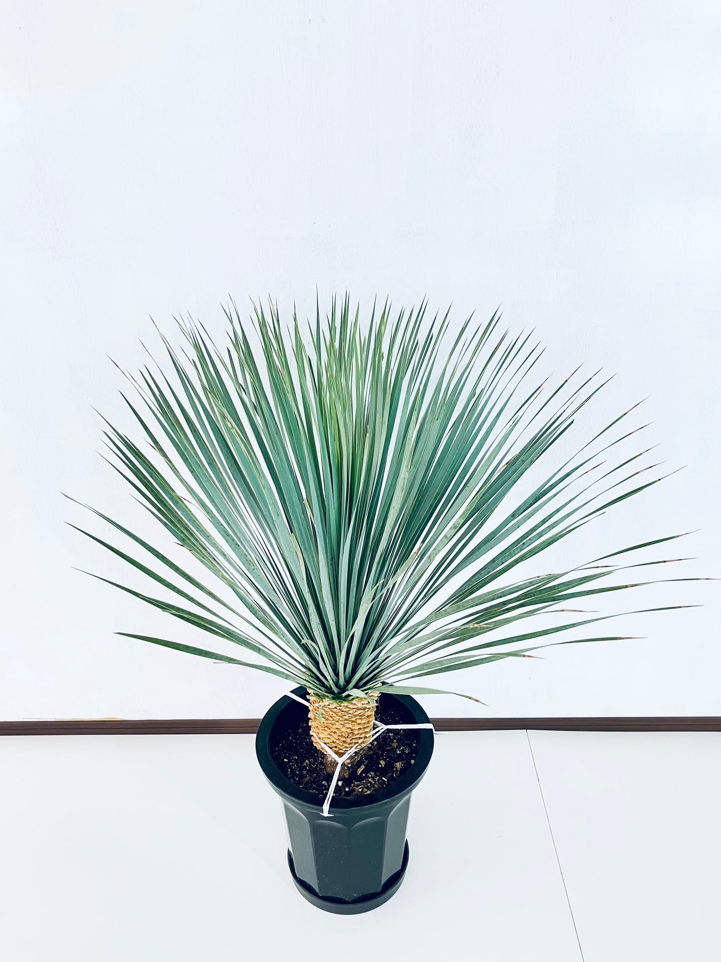 ユッカ・ロストラータ10号の現品商品 | 観葉植物通販AONOKI（あおのき）