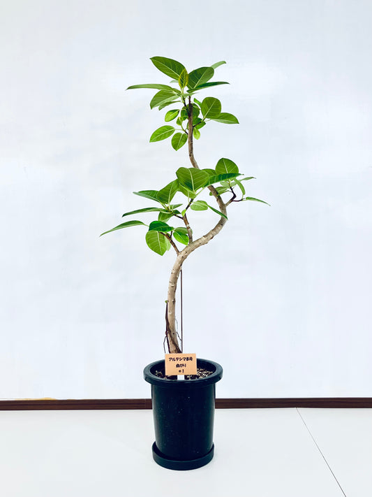 現品商品＠1 アルテシマ 8号（高さ129cm、幅：57cm）