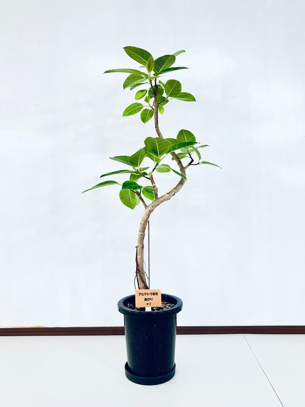 現品商品＠1 アルテシマ 8号（高さ129cm、幅：57cm）
