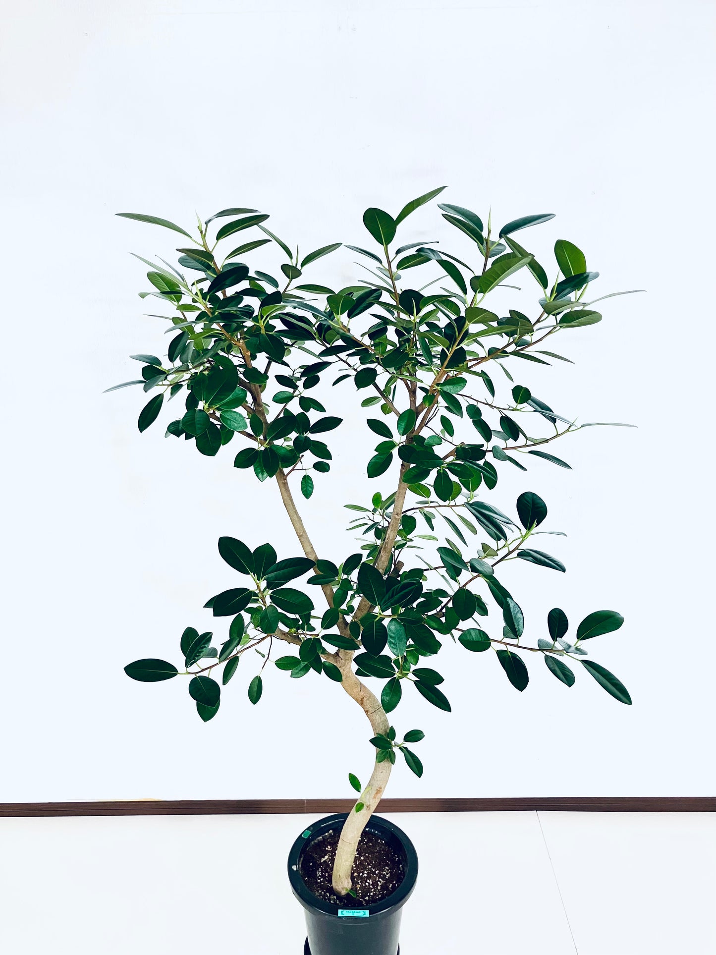 【Unique Form】フランスゴム 8号（高さ：145cm、幅：75cm）#11