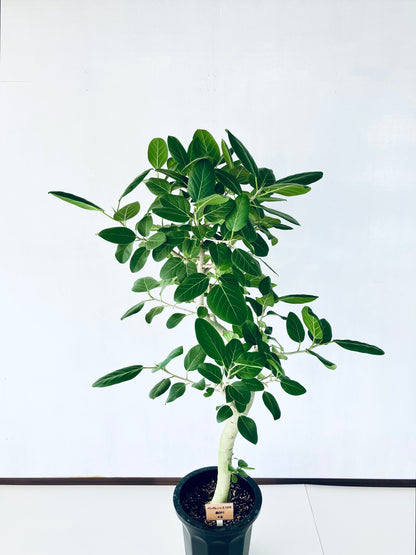 現品商品@6 ベンガレンシス 10号（高さ：160cm、幅：92cm）