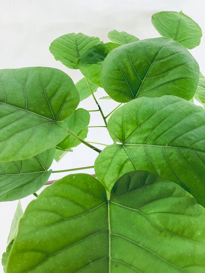 現品商品＠1 ウンベラータ 8号 曲がりМ（高さ：123m、幅：93cm）