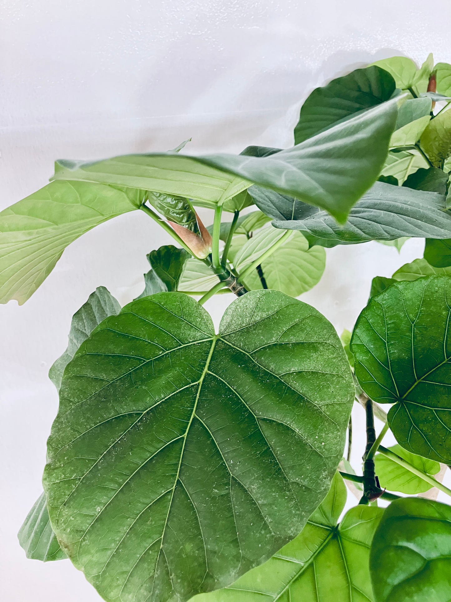 現品商品＠3 ウンベラータ 10号（高さ：180cm、幅：90cm）