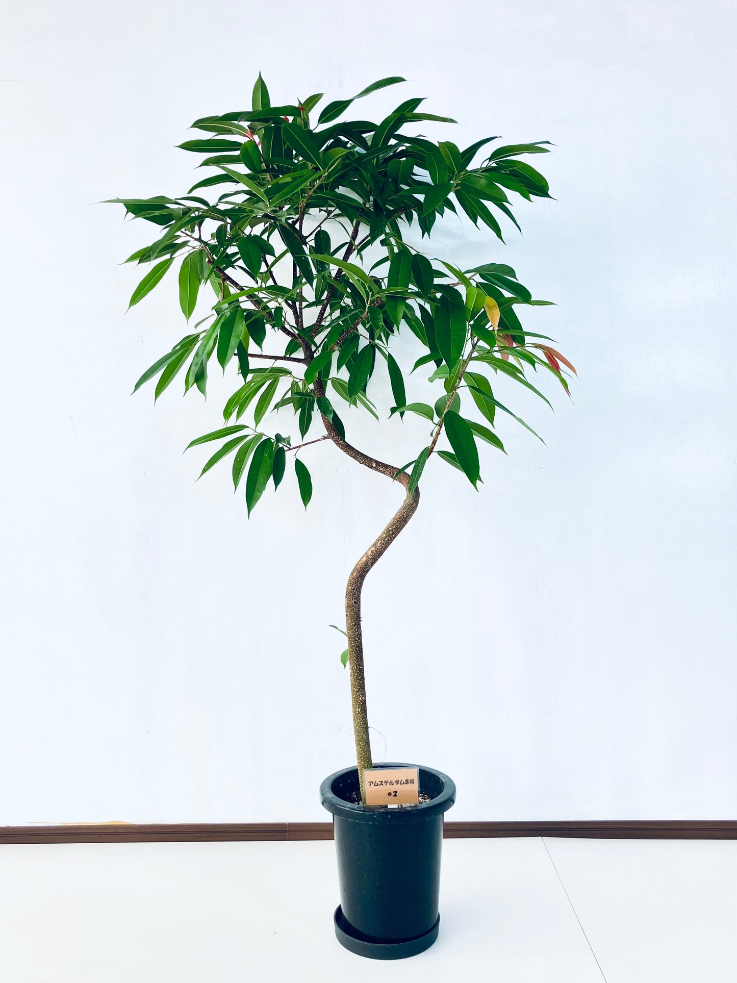 現品商品＠2 アムステルダム 8号（高さ：159cm、幅：90cm）