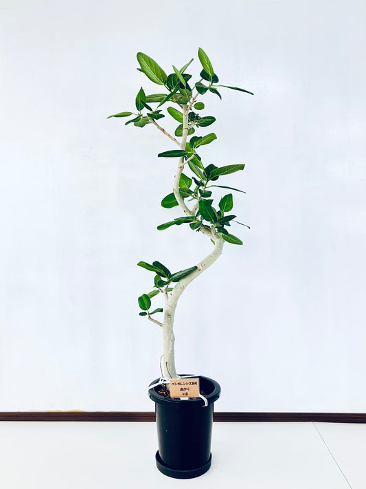 現品商品@8 ベンガレンシス 8号（高さ：146cm、幅：56cm）