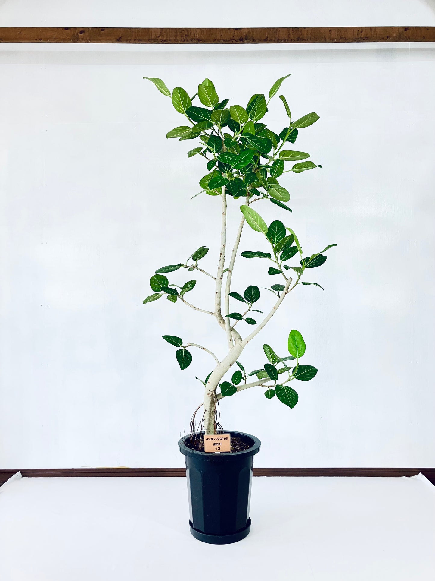 現品商品@3 ベンガレンシス 10号（高さ：180cm、幅：85cm）