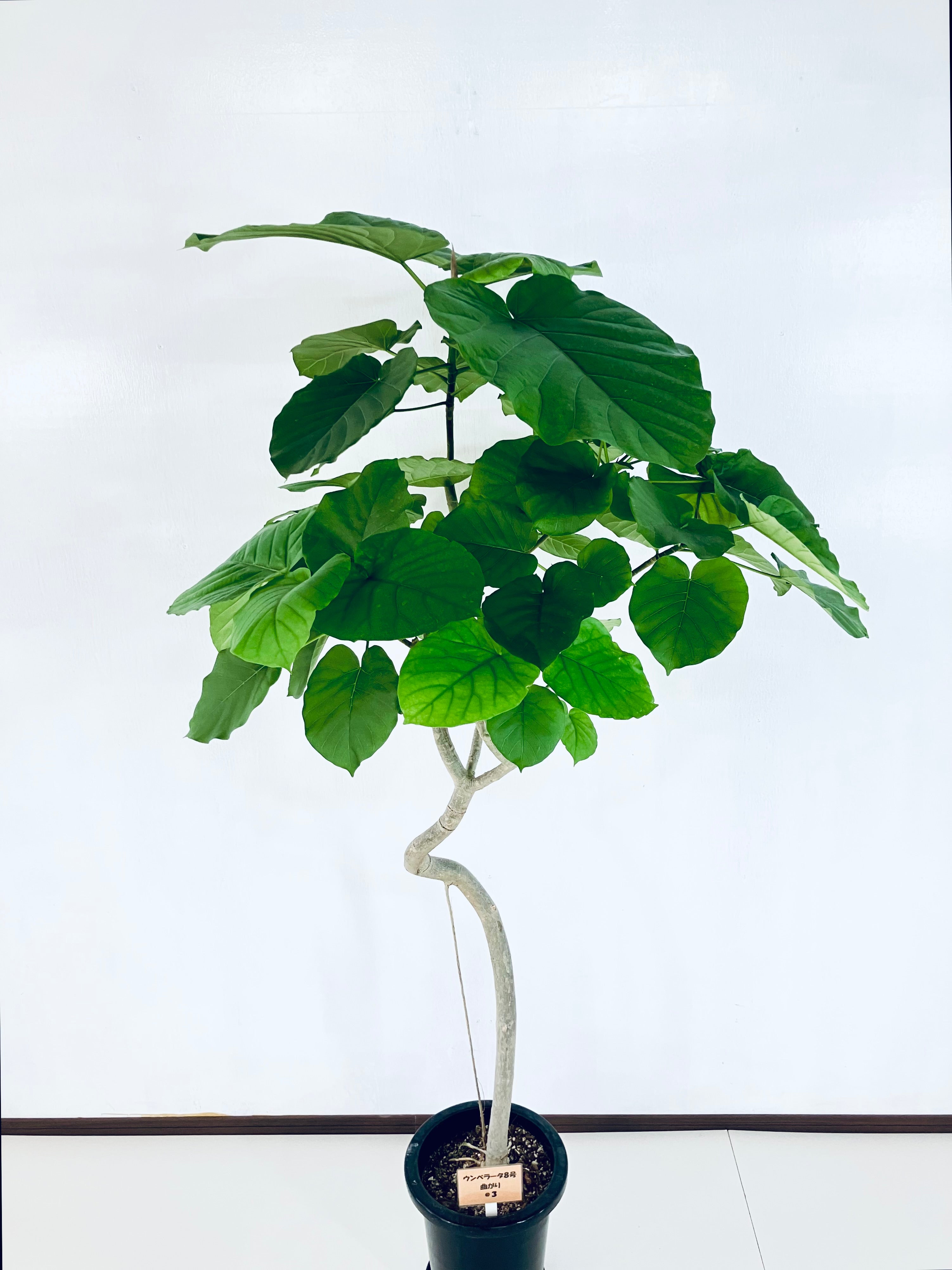 定番観葉の現品商品 – AONOKI