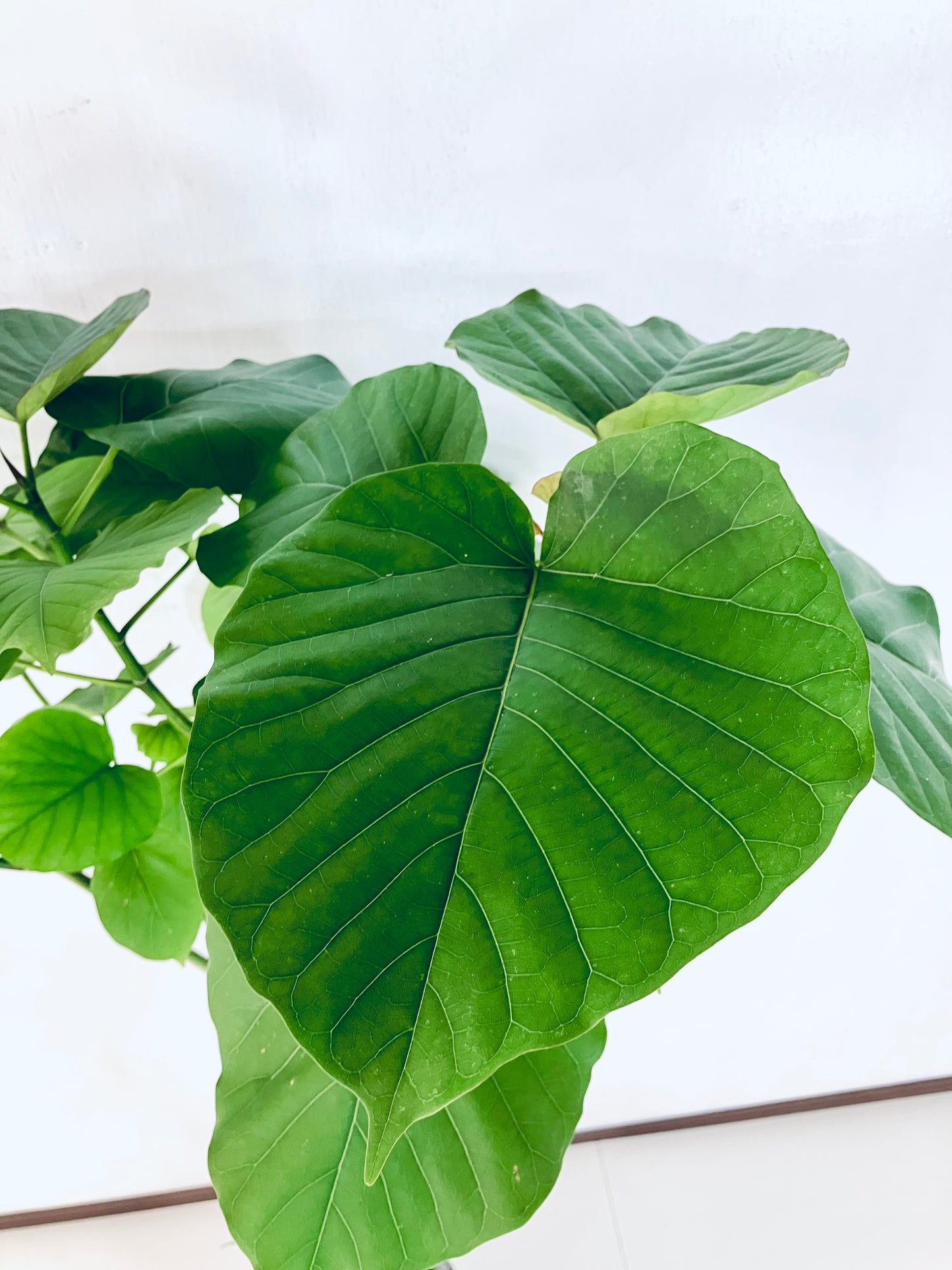 現品商品＠2 ウンベラータ8号（高さ：155cm、幅：80cm）