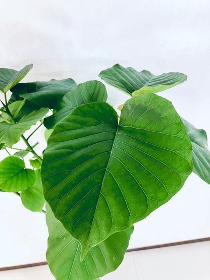 現品商品＠2 ウンベラータ8号（高さ：155cm、幅：80cm）