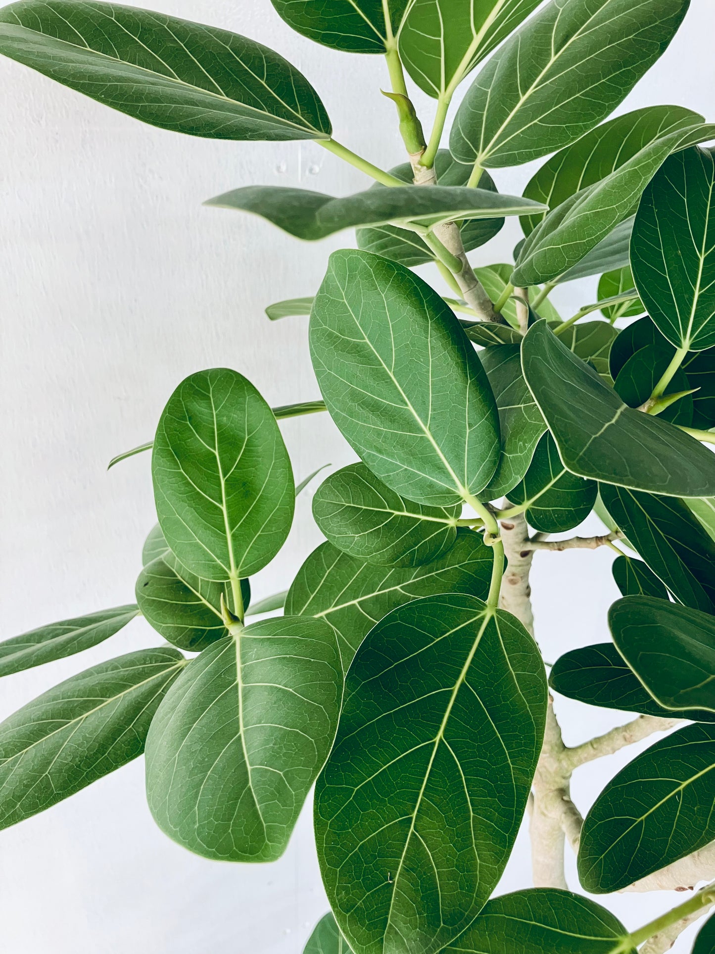 現品商品@4 ベンガレンシス 10号（高さ：192cm、幅：110cm）