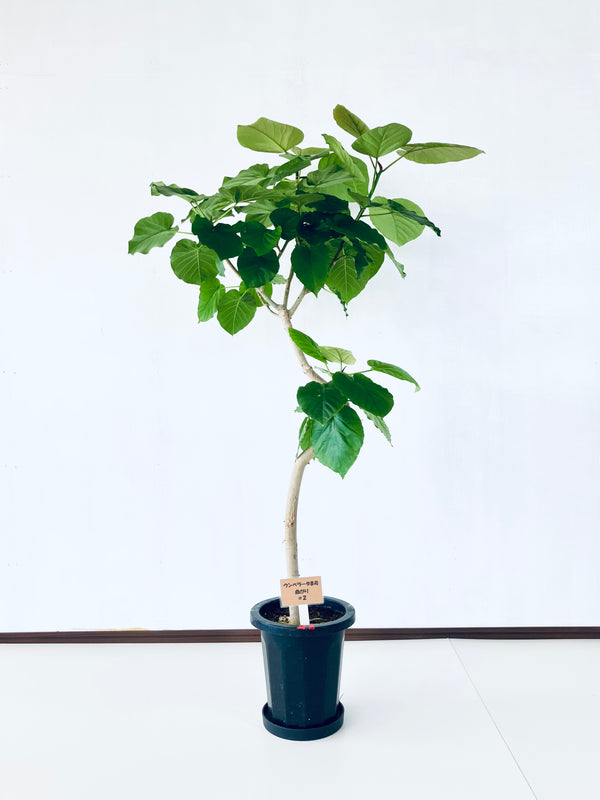 現品商品＠2 ウンベラータ 8号（高さ：152cm、幅：92cm）