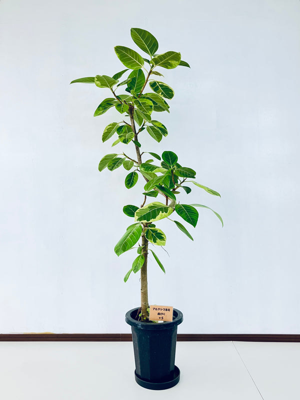 現品商品＠5 アルテシマ 8号（高さ：150cm、幅：82cm）