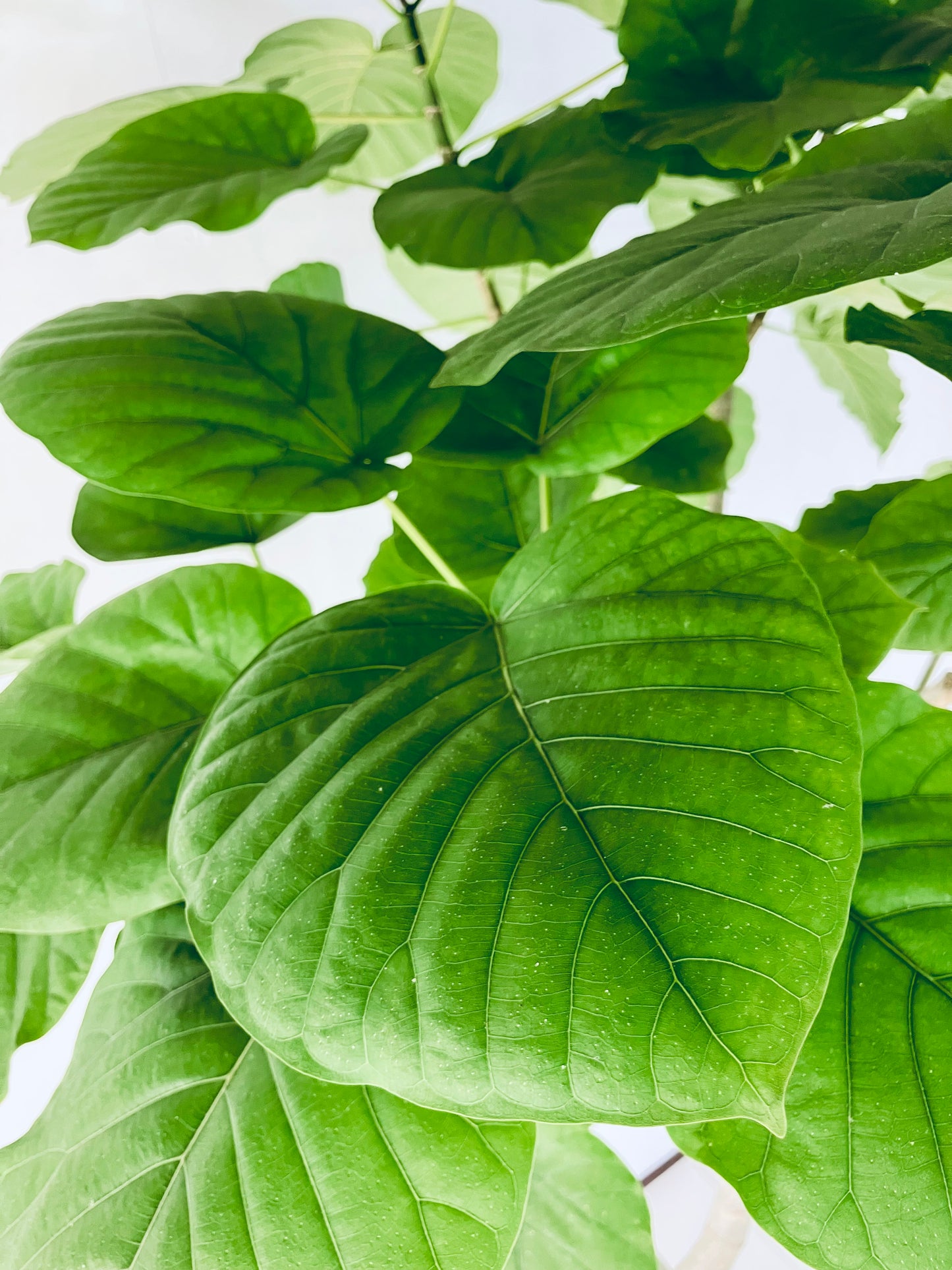 現品商品＠4 ウンベラータ 10号（高さ：185cm、幅：110cm）