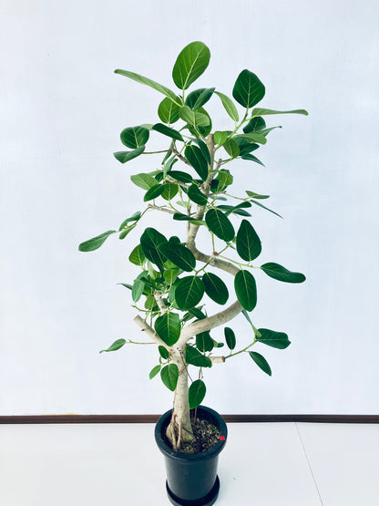 現品商品＠1 ベンガレンシス 8号（高さ：142cm、幅：63cm）