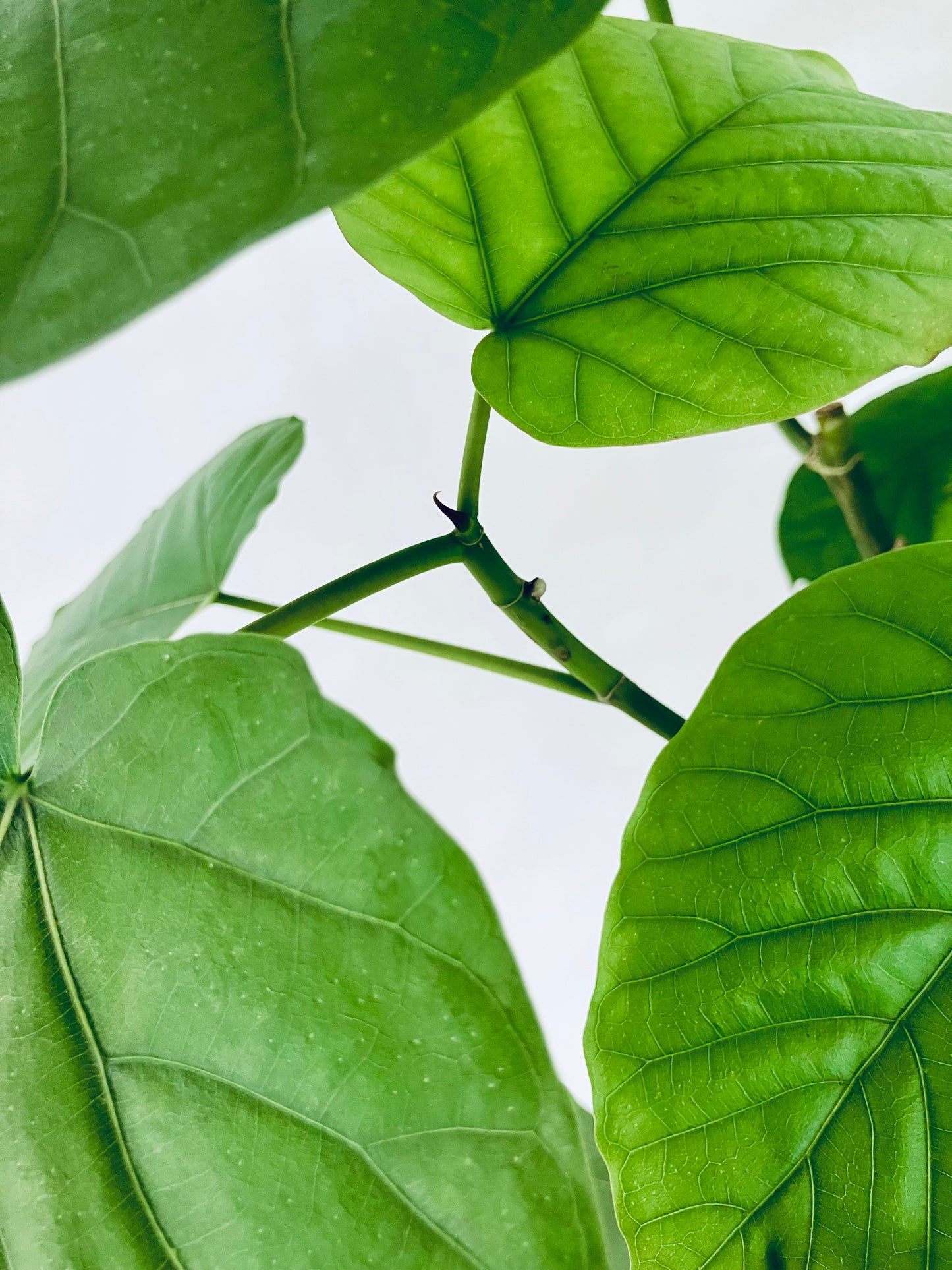 現品商品＠2 ウンベラータ8号 曲がりМ（高さ：123cm、幅：80cm）