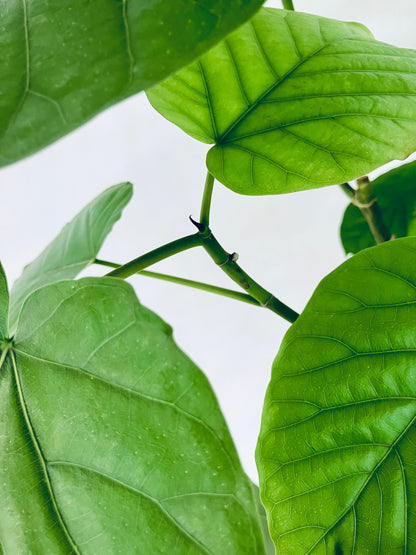 現品商品＠2 ウンベラータ8号 曲がりМ（高さ：123cm、幅：80cm）