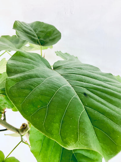 現品商品＠2 ウンベラータ 10号（高さ：175cm、幅：82cm）