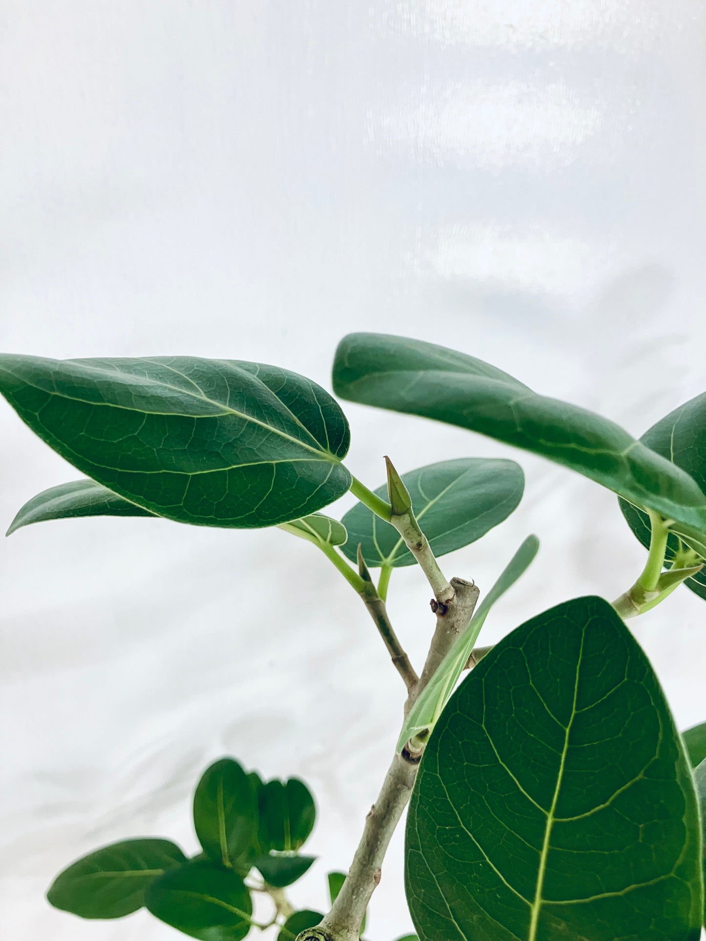 【Unique Form】ベンガレンシス 8号（高さ：132cm、幅：100cm）#7