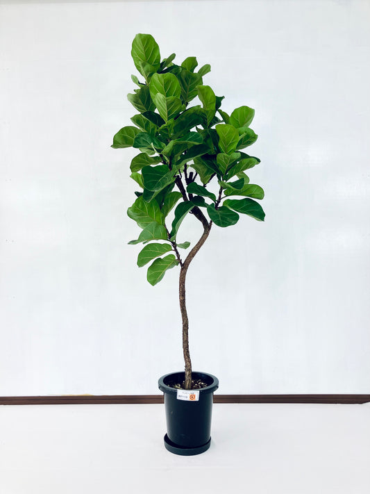 現品商品＠6 バンビーノ 8号（高さ：166cm、幅：56cm）