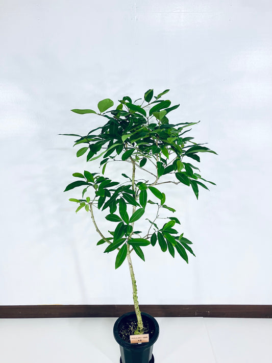 現品商品＠3 アマゾンオリーブ 8号（高さ：147cm、幅：75cm）