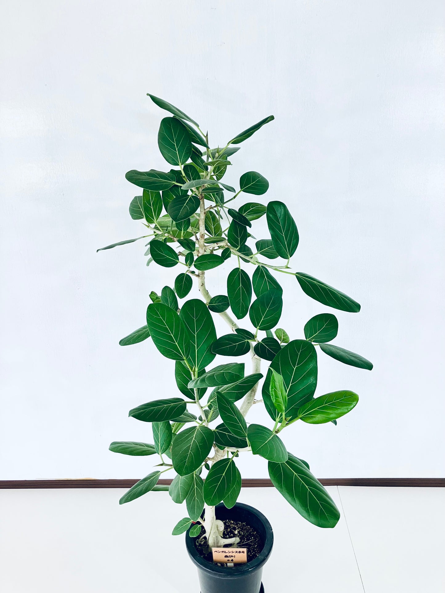 現品商品＠4 ベンガレンシス 8号（高さ：142cm、幅：100cm）