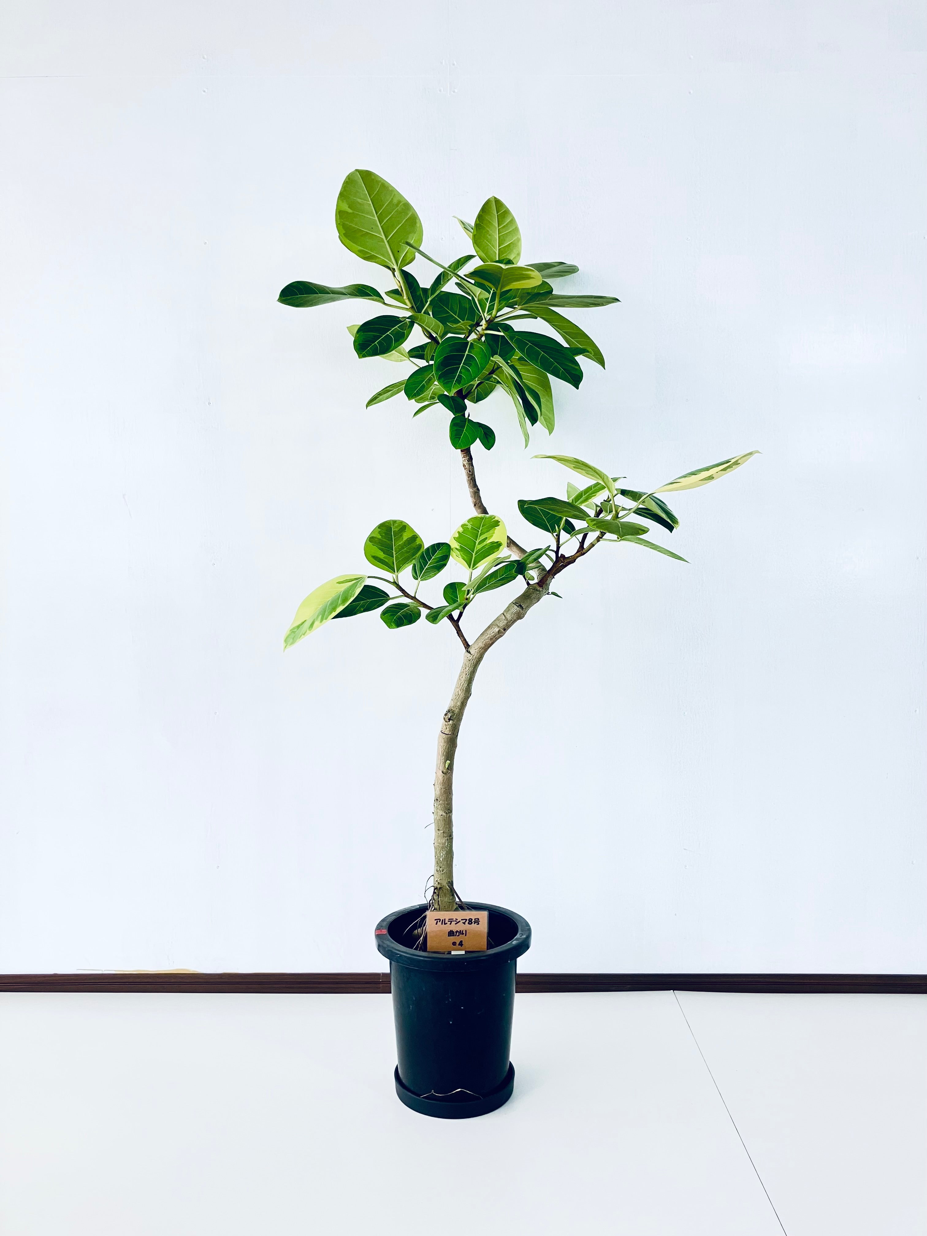 観葉植物8号 – AONOKI