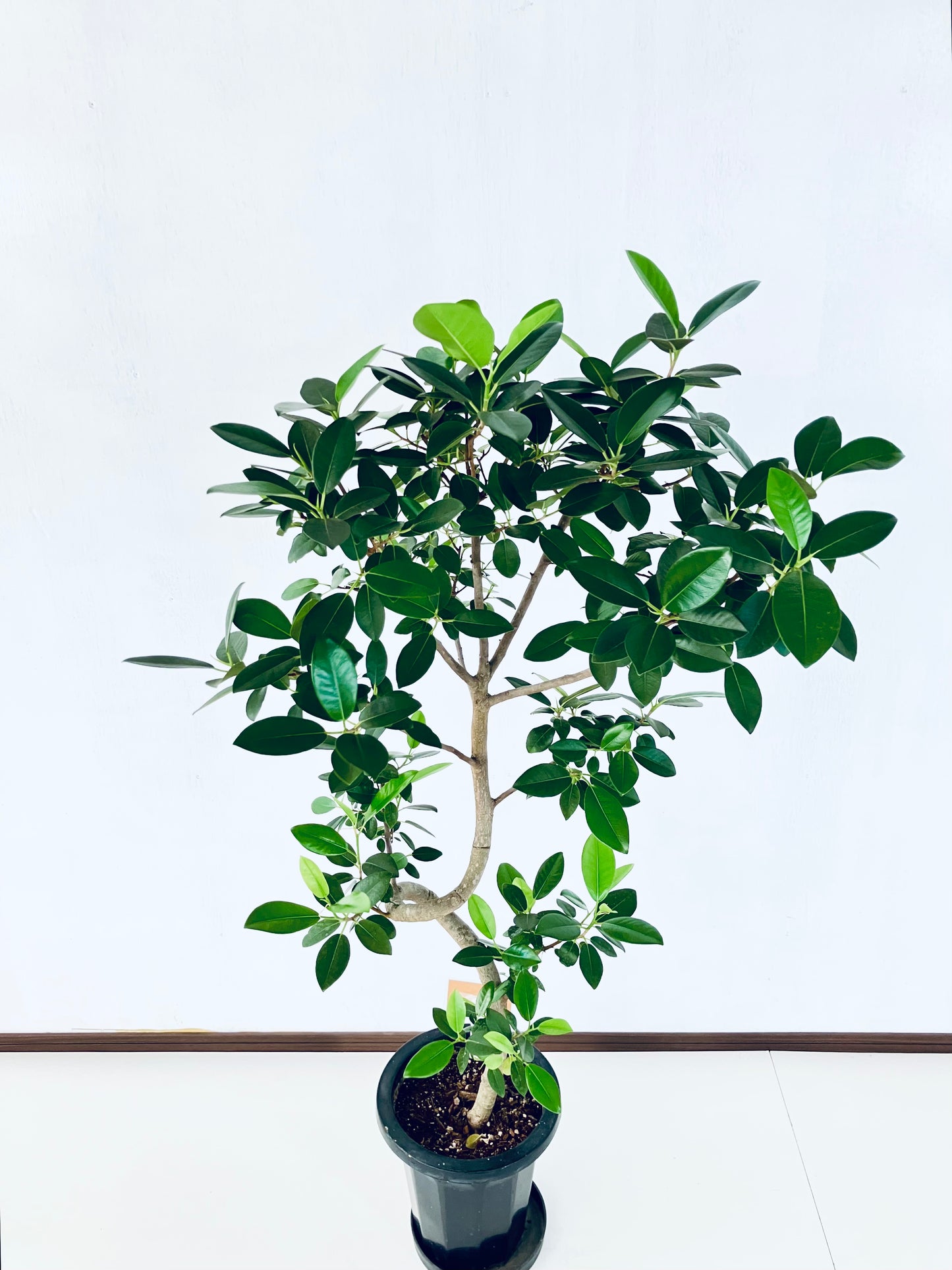 現品商品@3 フランスゴム 8号（高さ：134cm、幅：65cm）