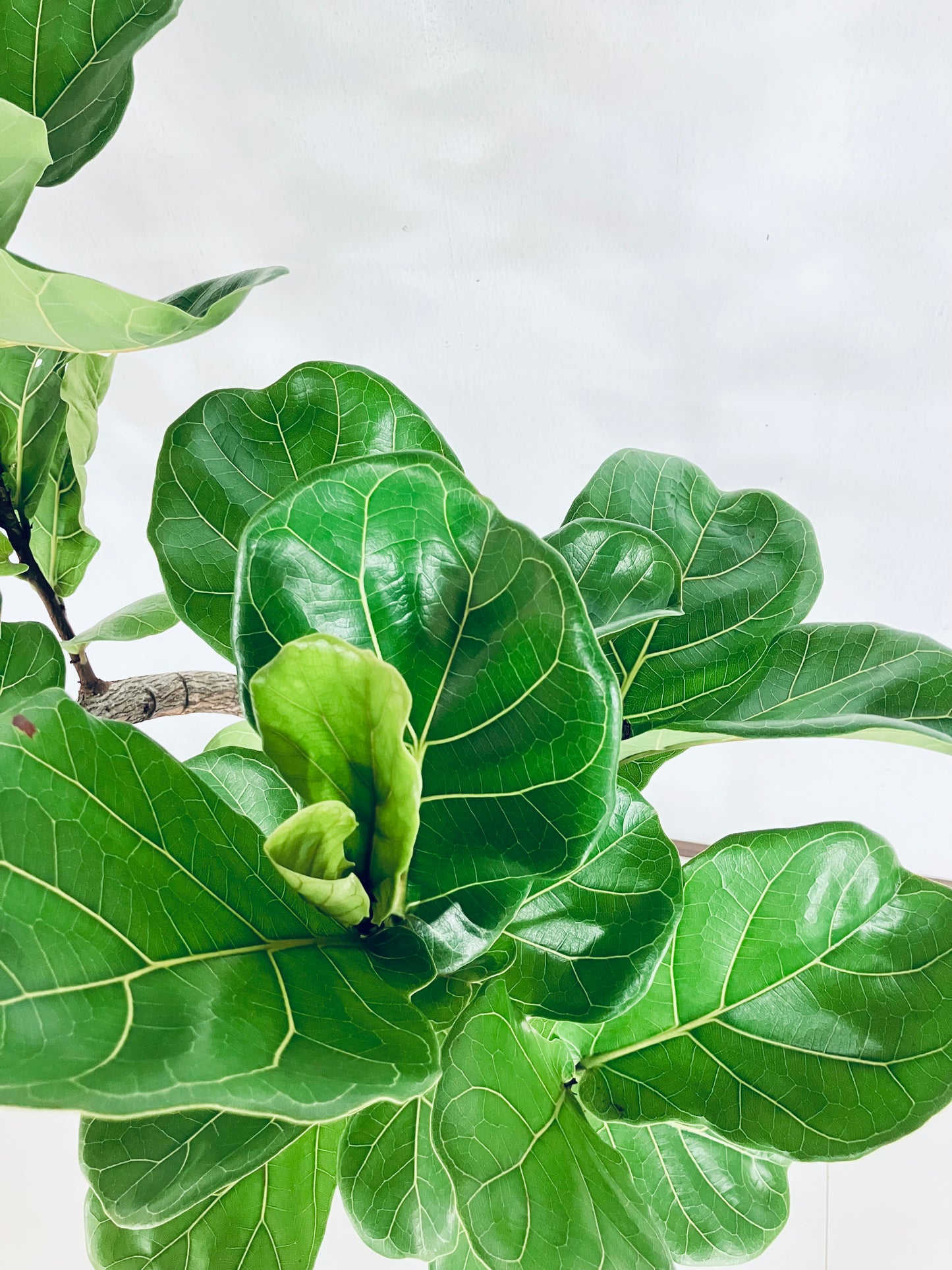 【Unique Form】カシワバゴム 8号（高さ：147cm、幅：70cm）#9