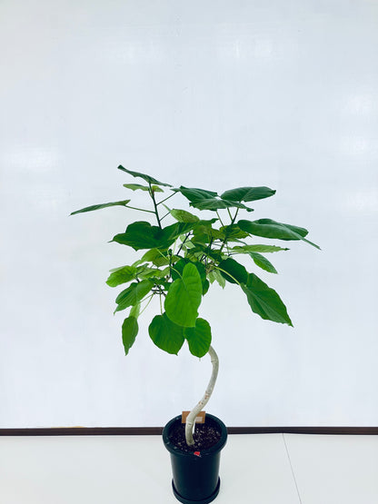 現品商品＠3 ウンベラータ 8号 曲がりМ（高さ：126cm、幅：90cm）