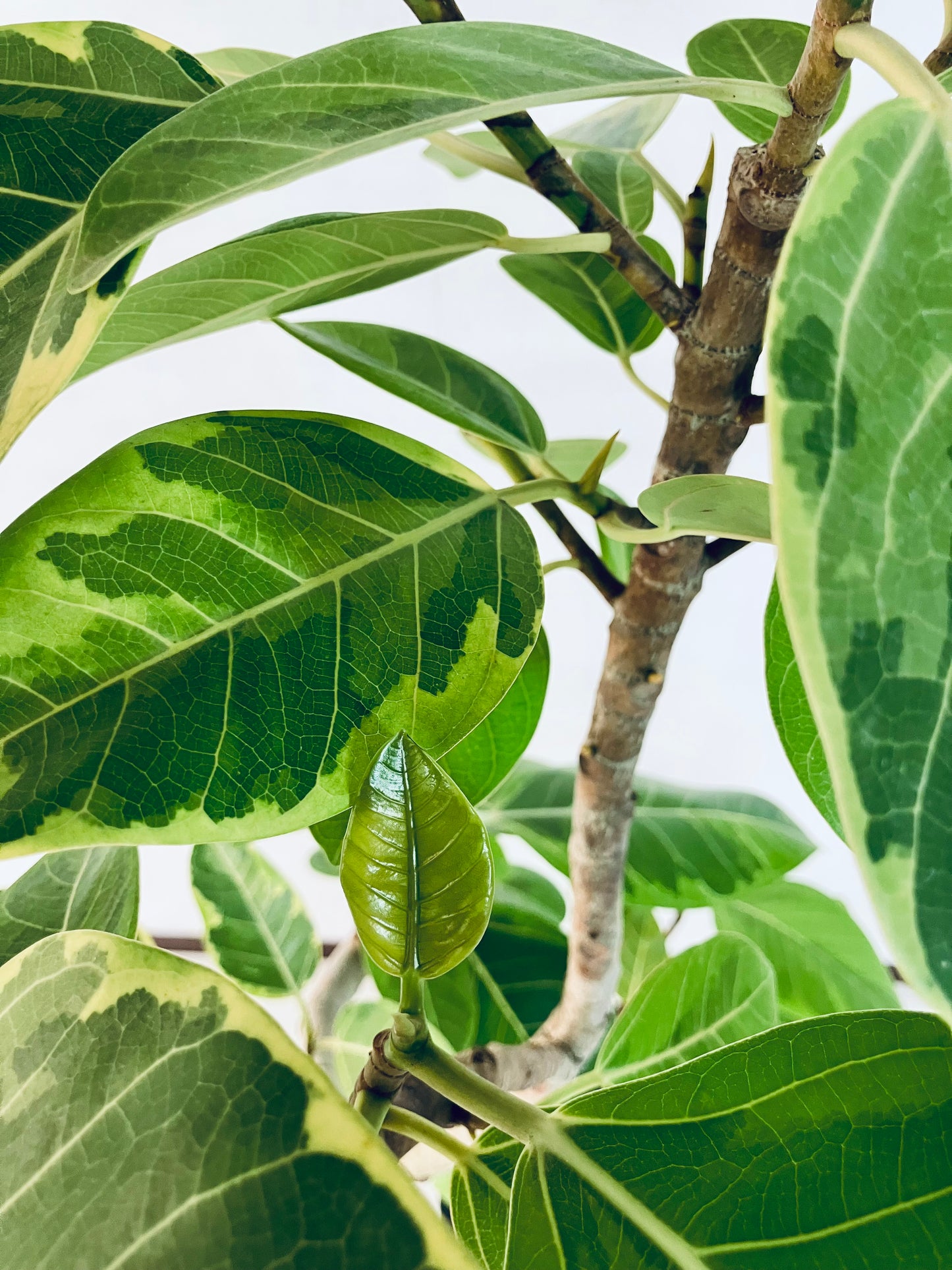 現品商品＠1 アルテシマ 8号（高さ：144cm、幅：70cm）