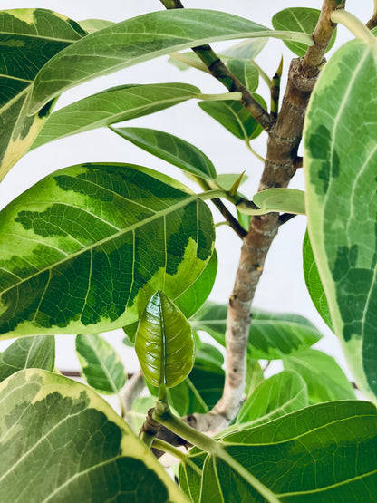 現品商品＠1 アルテシマ 8号（高さ：144cm、幅：70cm）