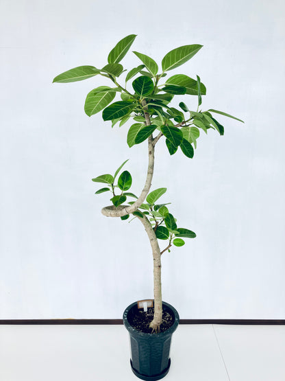 現品商品@5 アルテシマ 10号（高さ：167cm 幅：68cm）