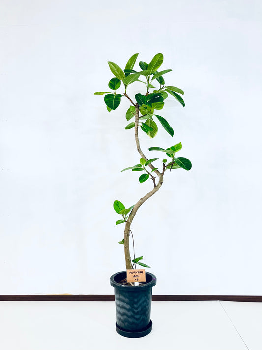 現品商品＠6 アルテシマ 8号（高さ：145cm、幅：56cm）