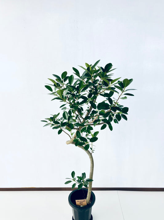 現品商品@1 フランスゴム 8号（高さ：148cm、幅：70cm）