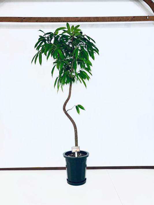 現品商品＠4 アムステルダム 10号（高さ：190cm、幅：90cm）
