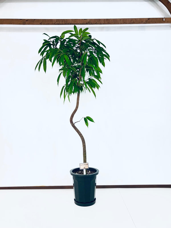 現品商品＠4 アムステルダム 10号（高さ：190cm、幅：90cm）