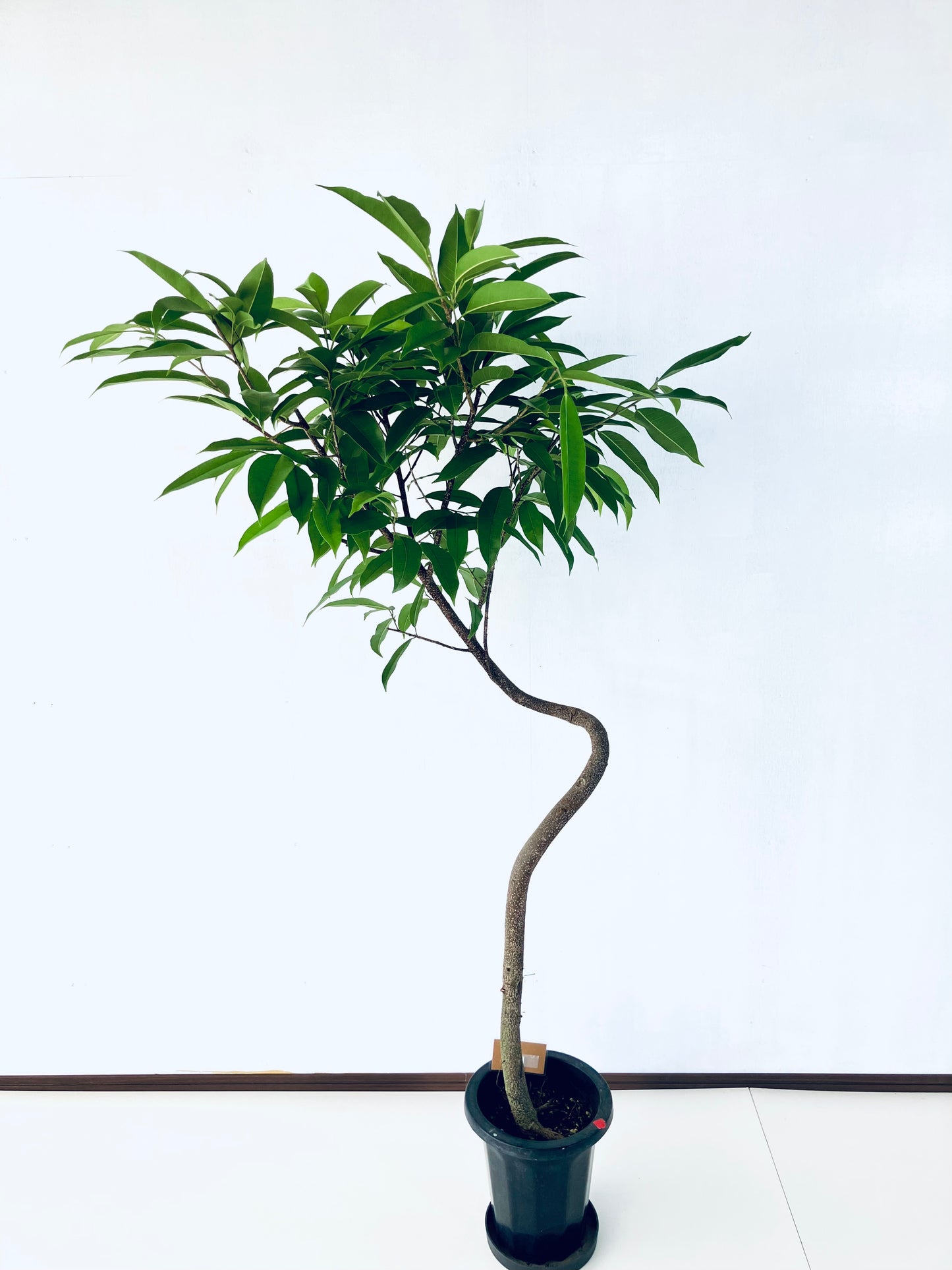 現品商品＠1 アムステルダム 8号（高さ：165cm、幅：98cm）
