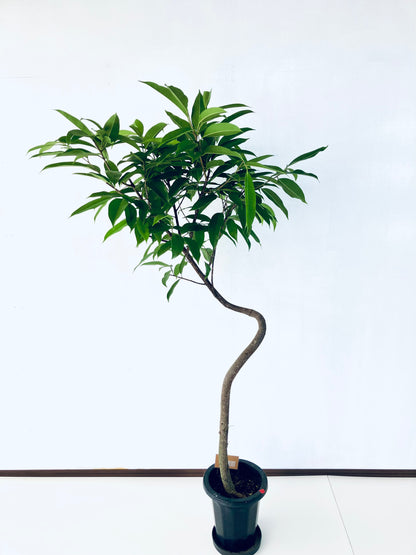 現品商品＠1 アムステルダム 8号（高さ：165cm、幅：98cm）