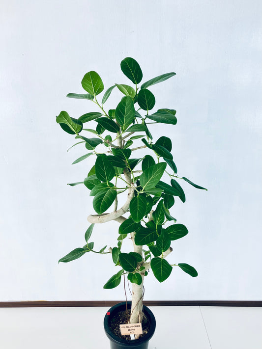 現品商品＠1 ベンガレンシス 8号（高さ：142cm、幅：63cm）