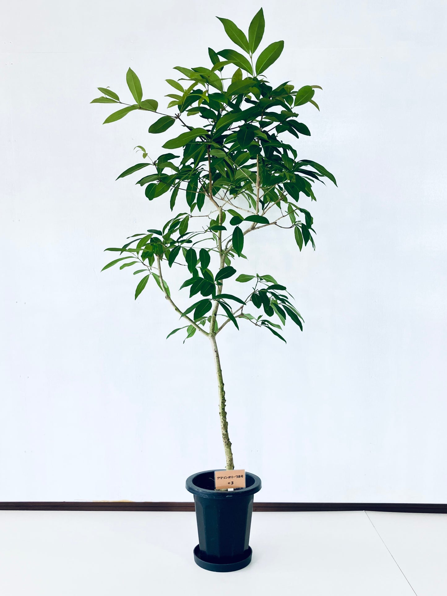 現品商品＠3 アマゾンオリーブ 8号（高さ：155cm、幅：75cm）